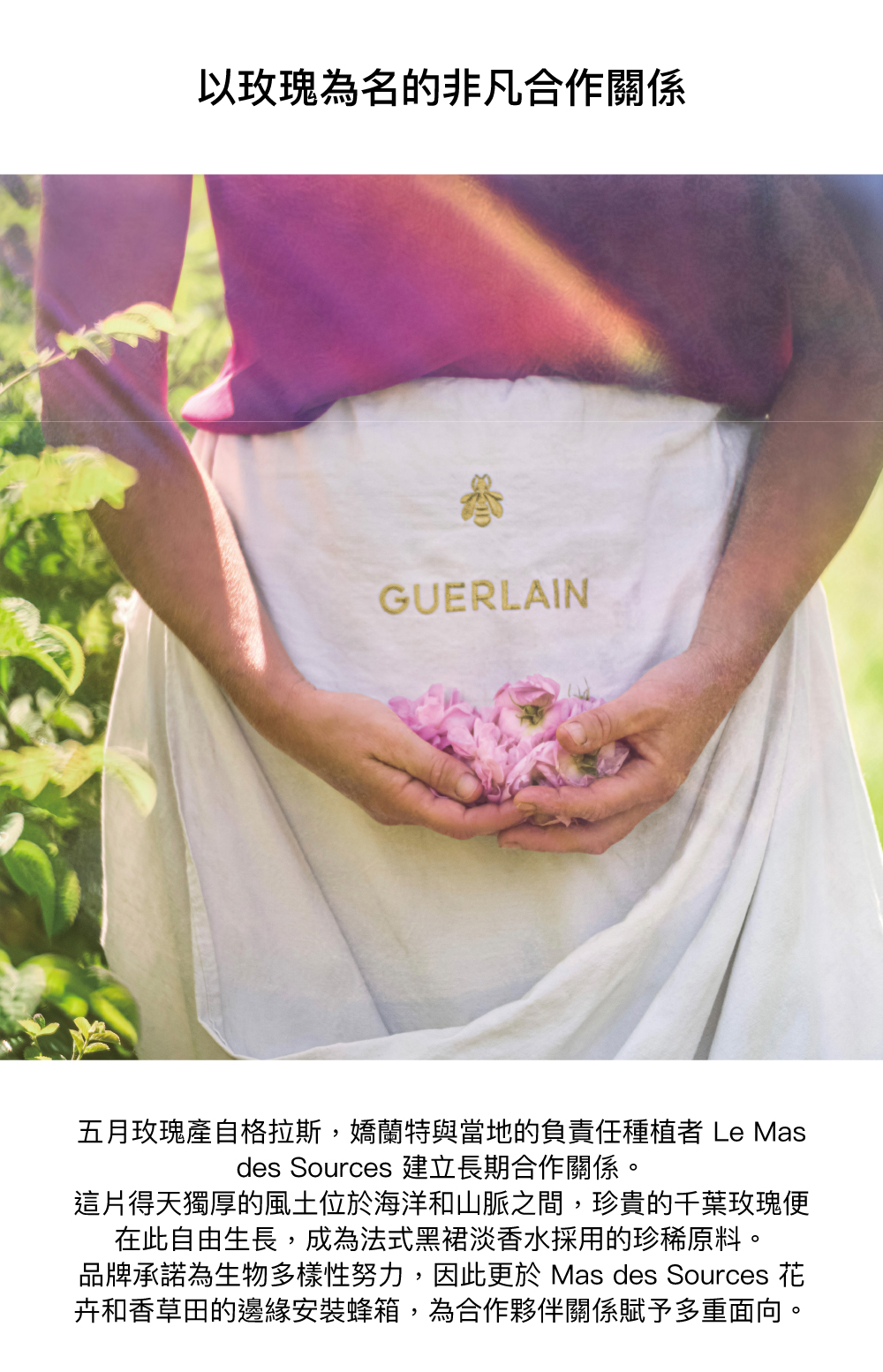 法式黑裙淡香水,五月玫瑰,千葉玫瑰,生物多樣性,蜂箱
