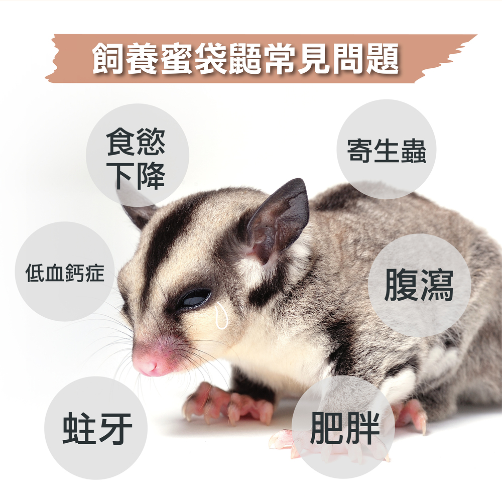 幫助蜜袋鼯腸胃健康，專業配方的益生菌，米袋鼯日常保健