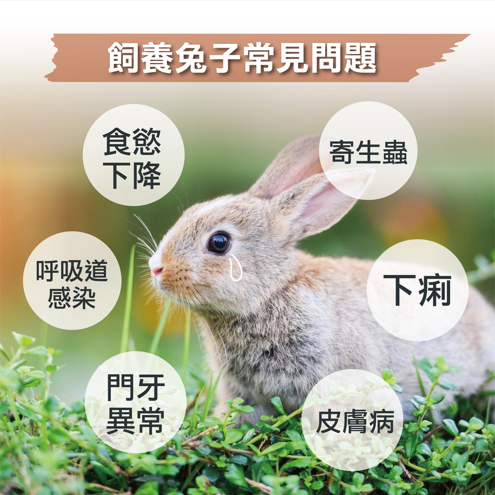 兔子專用益生菌+益生元 - 腸胃2菌配方 50g/罐(兔子專用腸道基礎保養 )