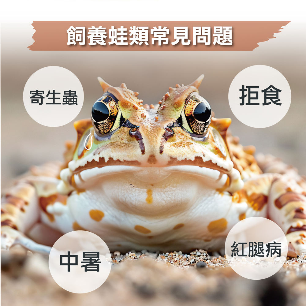 青蛙、角蛙、樹蛙、蛙類益生菌