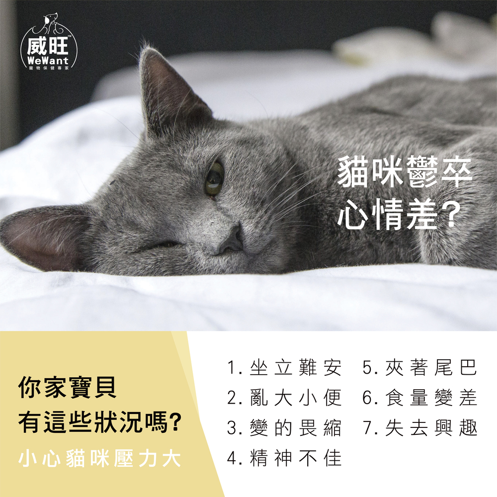 貓用益生菌、貓益生菌、貓咪、寵物、寵物益生菌