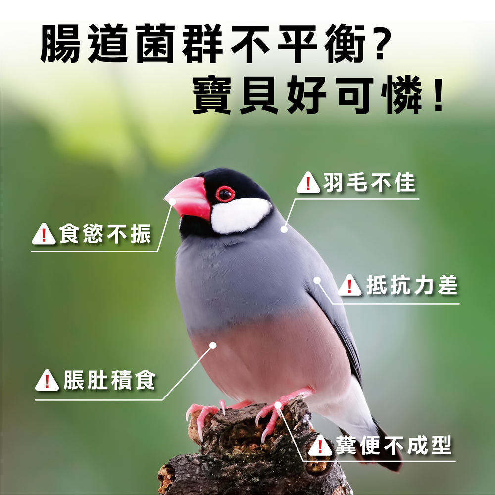 雀鳥專用益生菌，鳥類益生菌