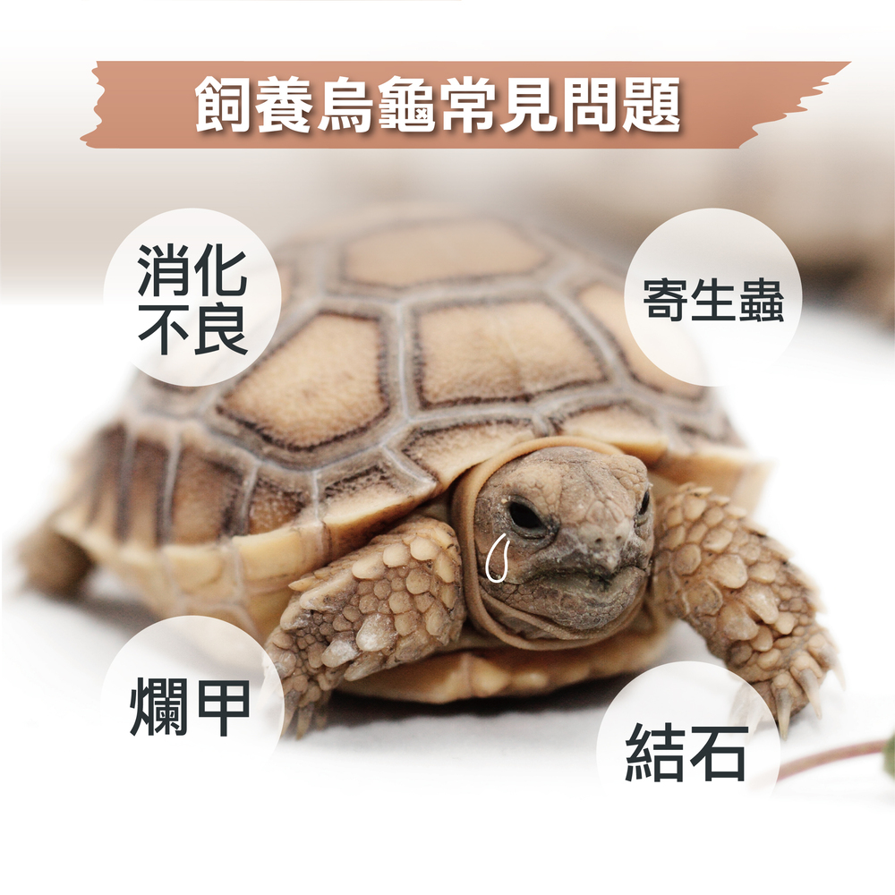 烏龜用益生菌