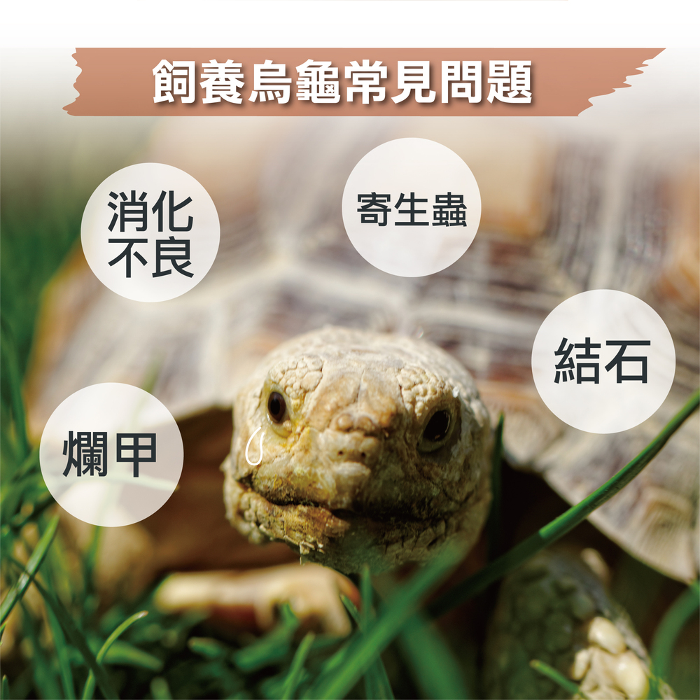 烏龜專用益生菌+益生元 - 腸胃2菌配方 50g/罐( 烏龜專用腸道基礎保養 )