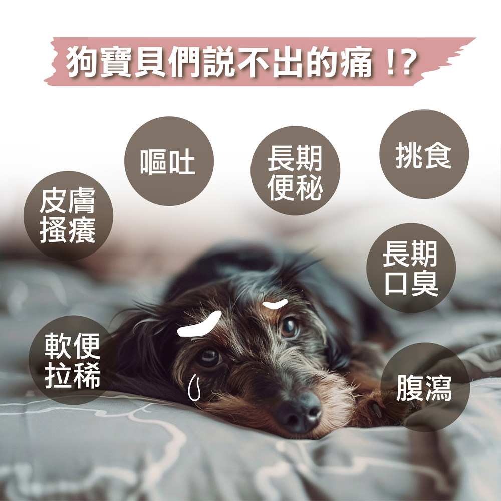狗狗基礎保養專用，精選雙菌株，日常保養不失手