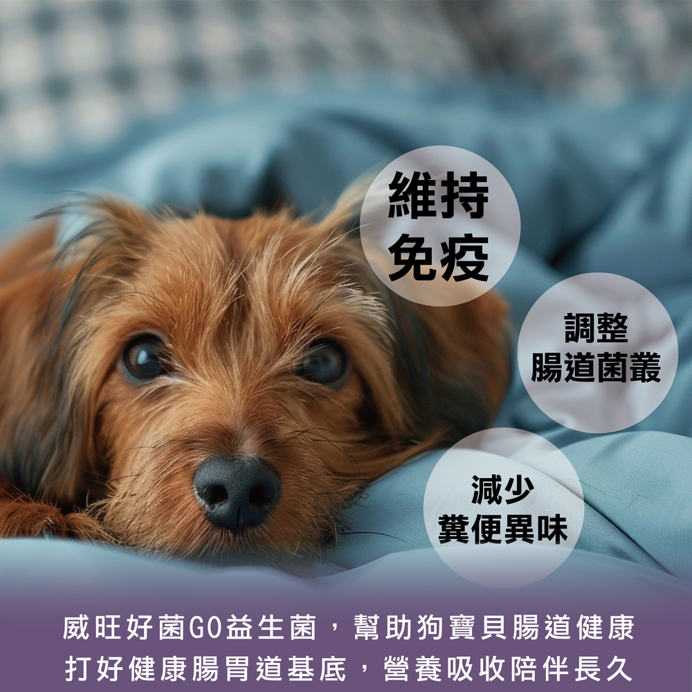 狗狗基礎保養專用，精選雙菌株，日常保養不失手