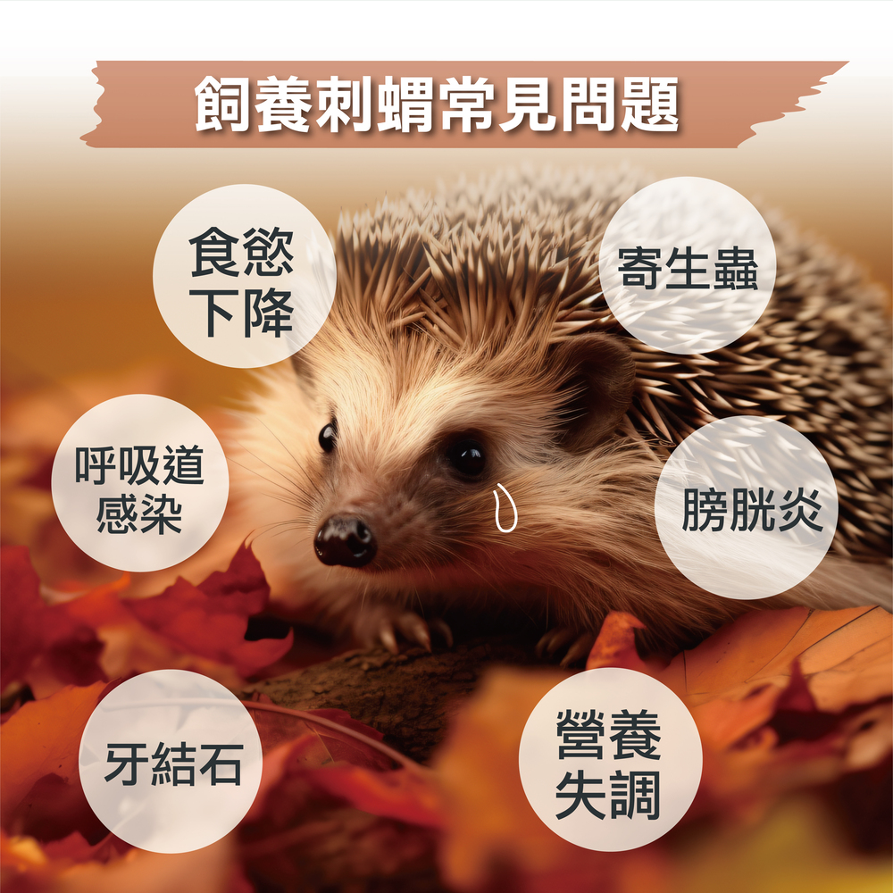 幫助兔子腸胃健康，專業配方的益生菌，兔子日常保健