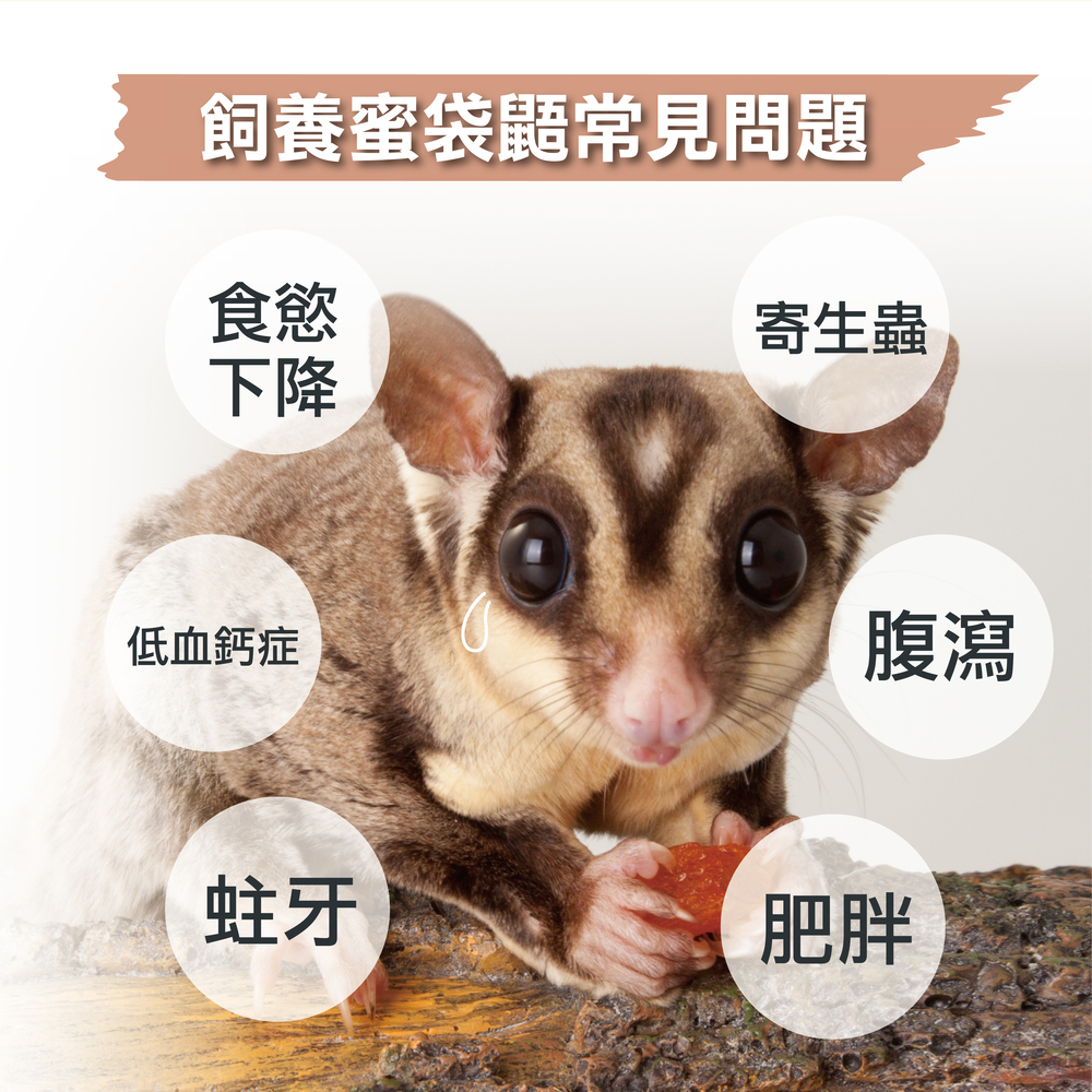 蜜袋鼯用益生菌+益生元 - 腸胃2菌配方 50g/罐( 蜜袋鼯用腸道基礎保養 )