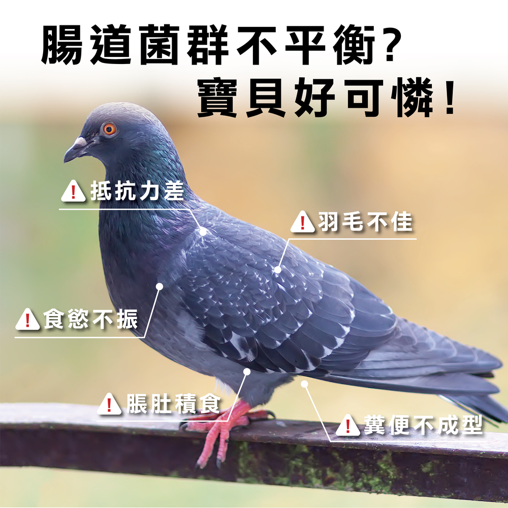 幫助鴿子腸胃健康，專業配方的益生菌，鴿子日常保健