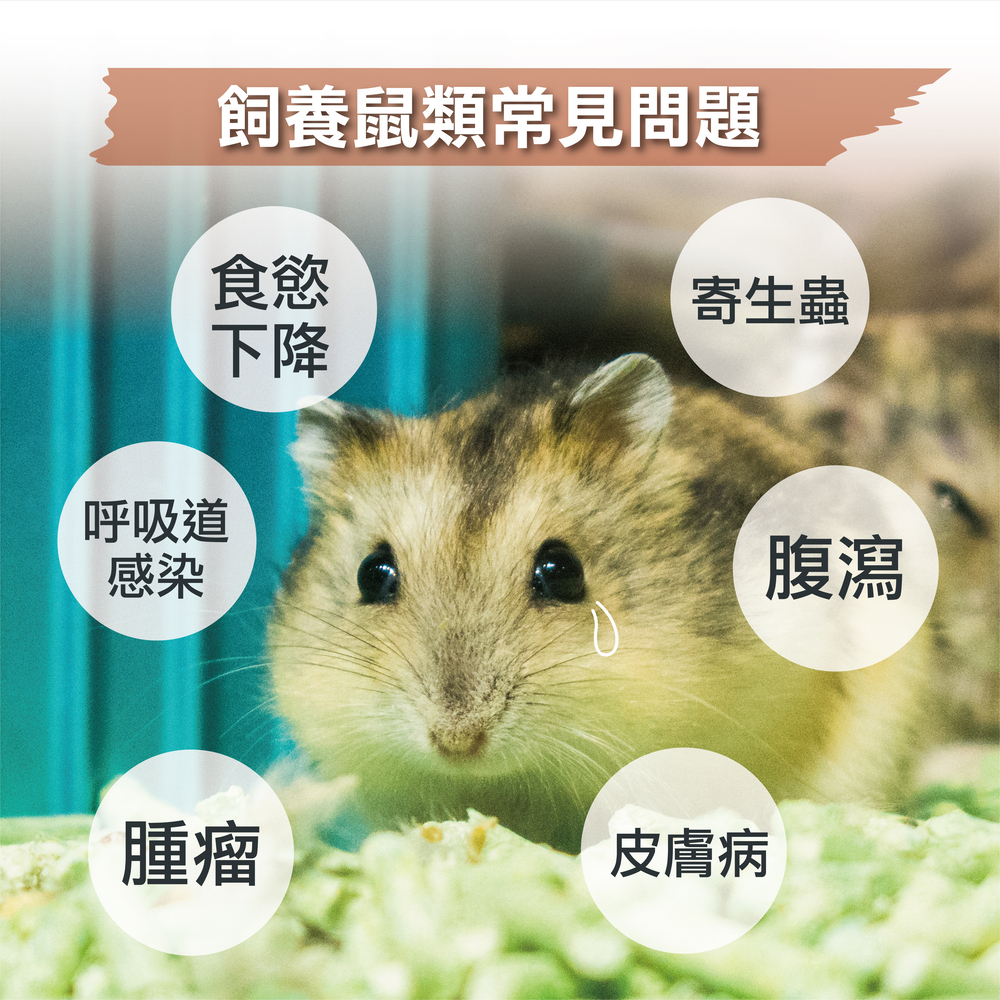 幫助兔子腸胃健康，專業配方的益生菌，兔子日常保健