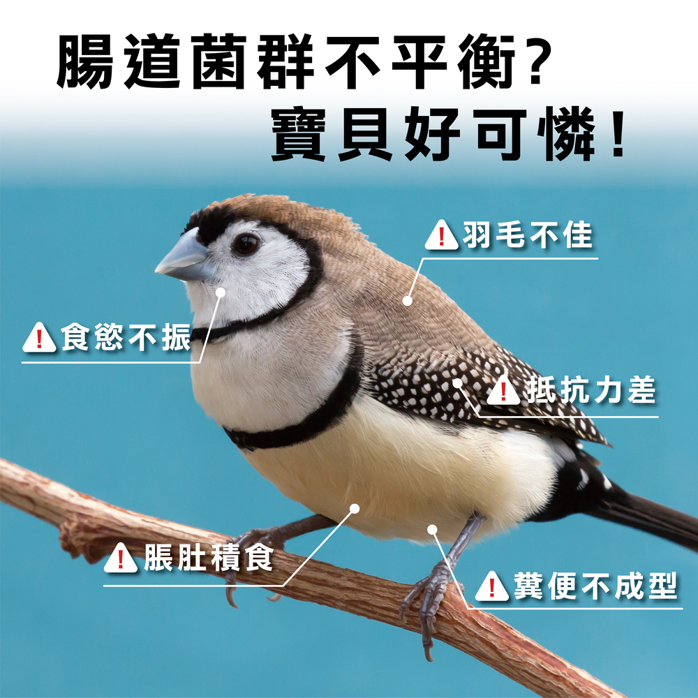 雀鳥專用益生菌+益生元 - 腸胃2菌配方 50g/罐( 雀鳥專用腸道基礎保養 )