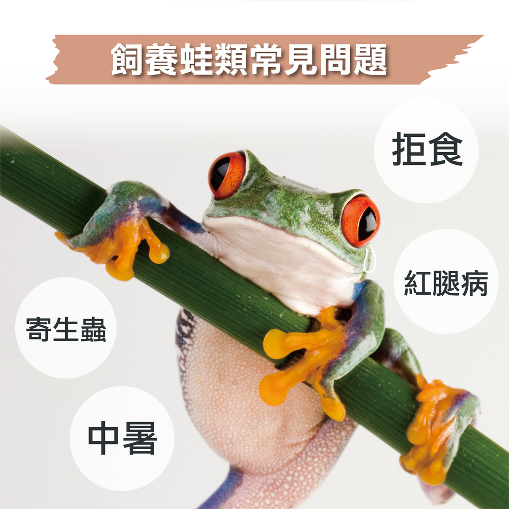 蛙類專用益生菌+益生元 - 腸胃2菌配方 50g/罐( 蛙類專用腸道基礎保養 )