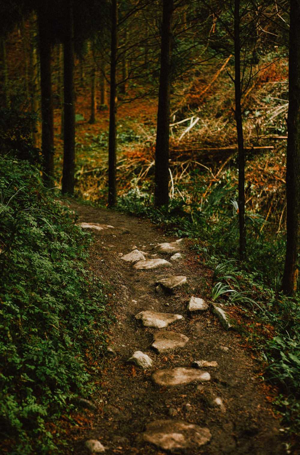 SCENT FOREST 香氛森林-十二星座 摩羯座 生日禮盒 LINE禮物 大豆蠟燭 二入 組合