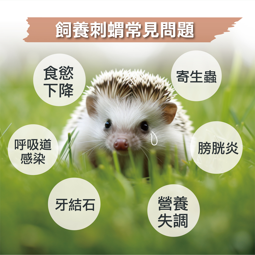 守宮專用益生菌+益生元 - 腸胃2菌配方 50g/罐( 守宮專用腸道基礎保養 )