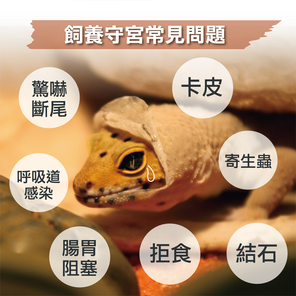 守宮用益生菌