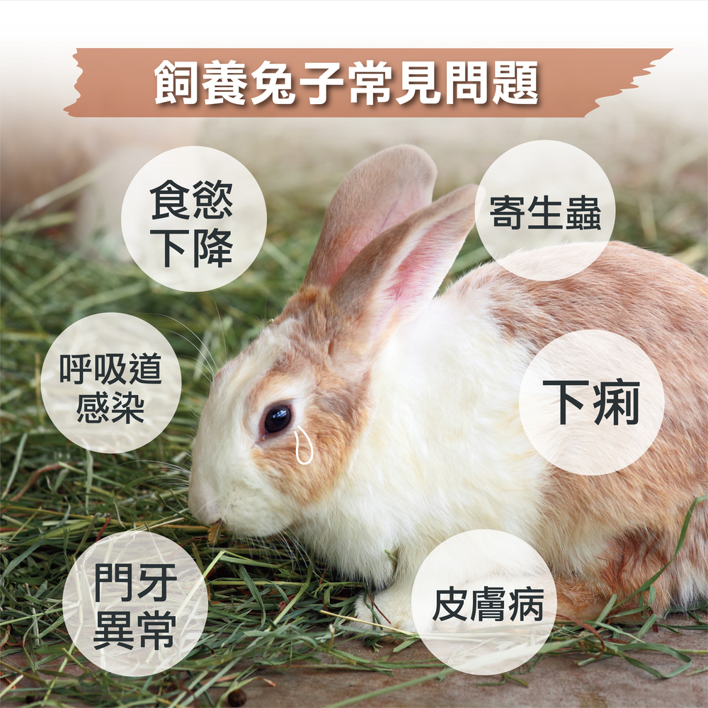 幫助兔子腸胃健康，專業配方的益生菌，兔子日常保健