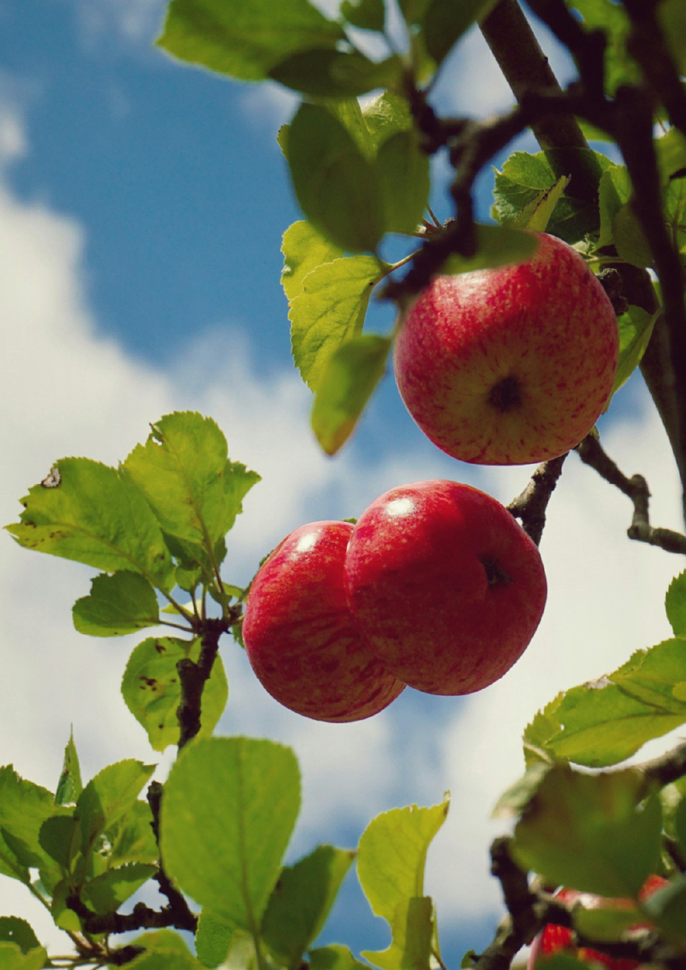 SCENT FOREST 香氛森林-十二星座 雙魚座 生日禮盒 LINE禮物 大豆蠟燭 二入 組合