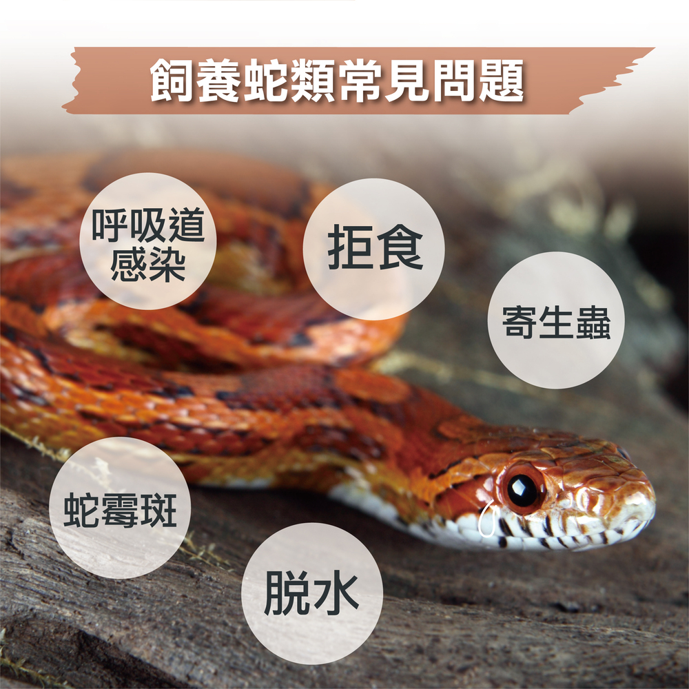 幫助蛇類腸胃健康，專業配方的益生菌，蛇類日常保健