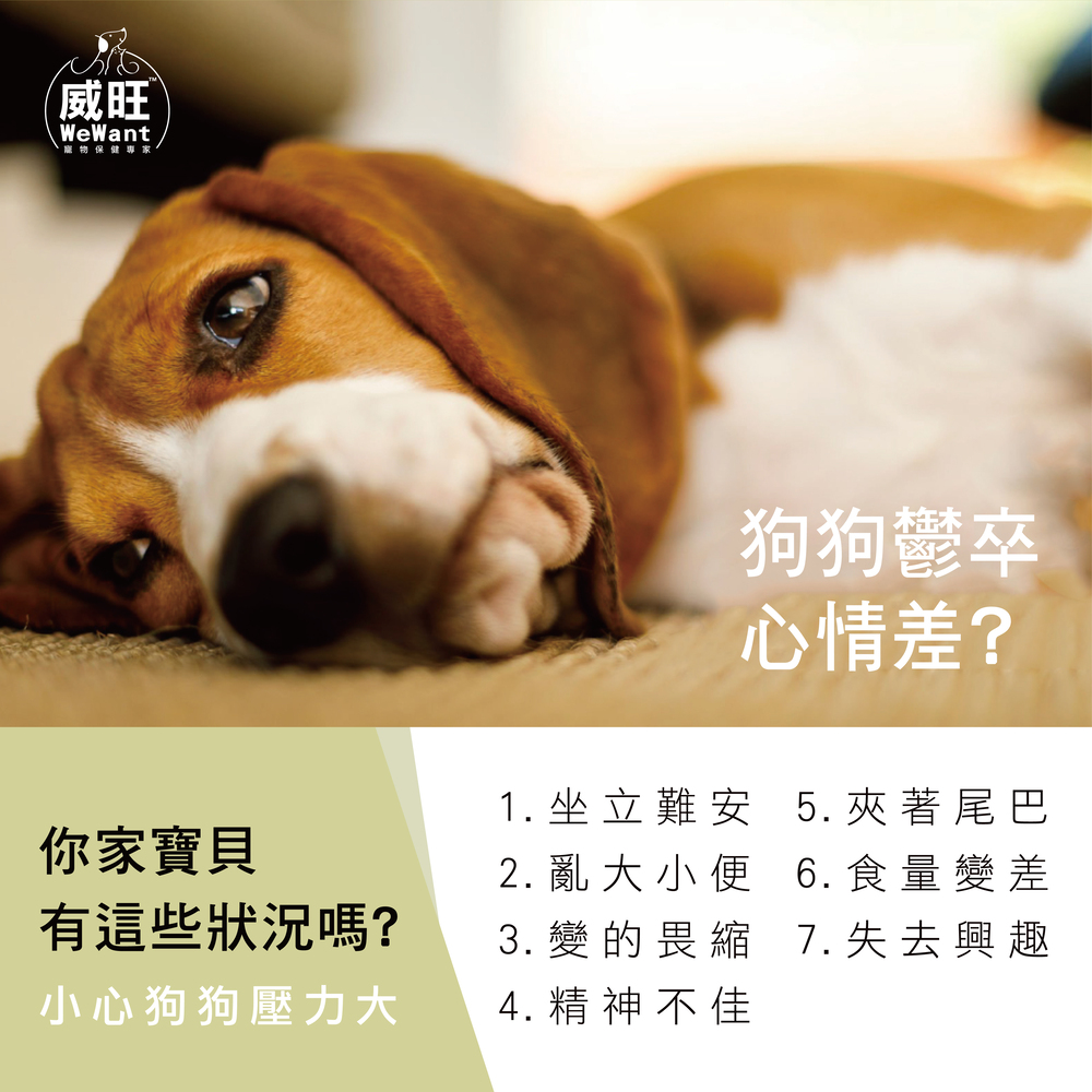 狗狗益生菌