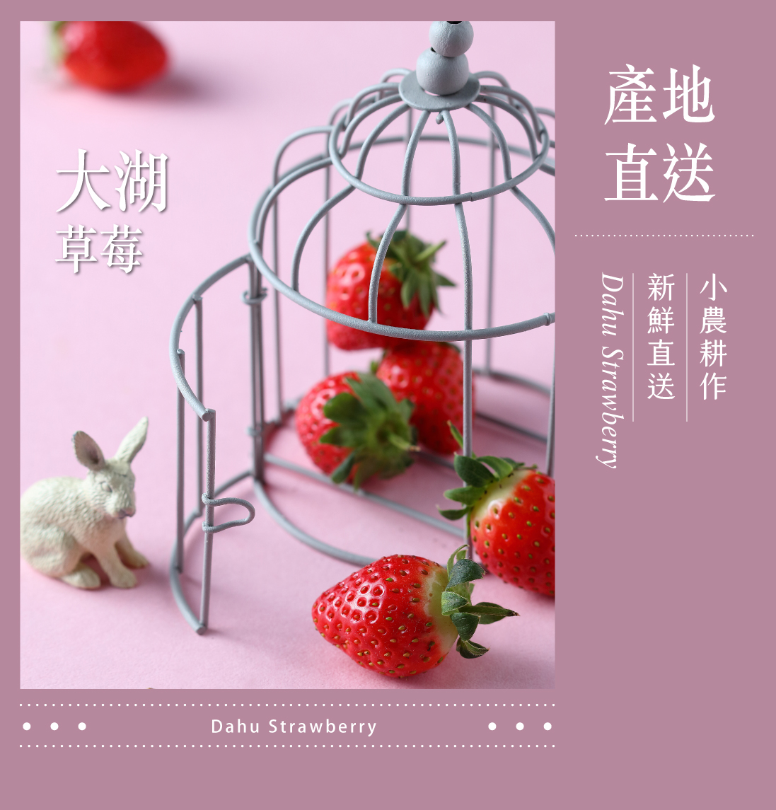 水母吃乳酪草莓乳酪塔